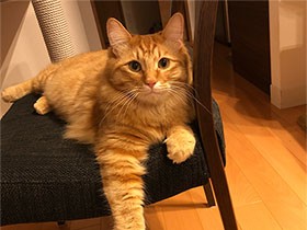 お見送りでハイタッチするよ　保護猫カフェから来た「ライゾウ」