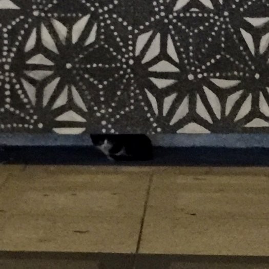 保護される前、ビルの下の隙間に隠れていた