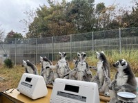 ヒーターの前に勢ぞろい　写真提供：日本モンキーセンター