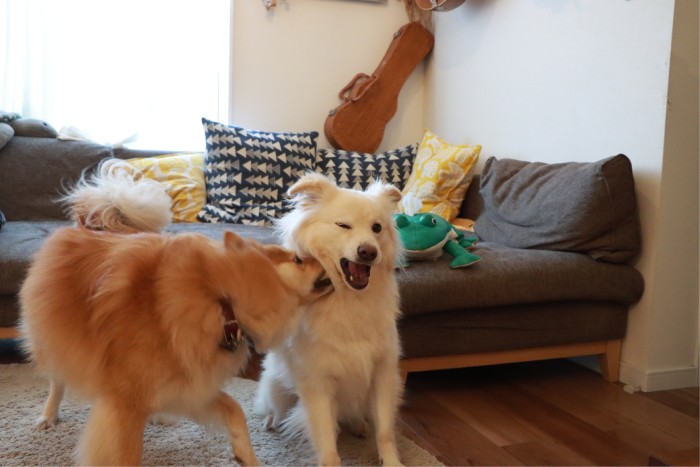 やられても本気で怒らない大人な大吉