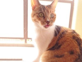 振り返ってペロ　ニャルソック中にグルーミングをする器用な三毛猫「コハク」