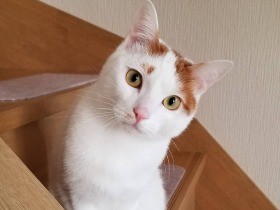 大好きな猫じゃらしを取り出すとワクワク　保護猫の「あおば」