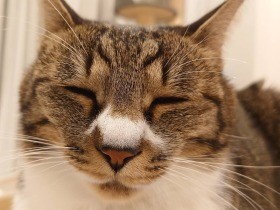 ふぅ、おなかいっぱい　晩ご飯のあとにまったりタイムを満喫中のミックス猫「らみ」