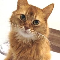 しぴこめさんの愛猫、しぴちゃん（左）とおこめくん（右）（画像提供：しぴこめさん）※一部トリミング
