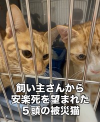 一時は「安楽死させてくれ」と口にするほど、行き詰まっていたという、熊本地震で被災した飼い主の猫たち（「愛と愉快な保護猫たち」さん提供、Instagramよりキャプチャ撮影）