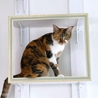 まるで美術品！ 額縁のように見える棚に入ったひなちゃん（画像提供：ひなてまリンさん）