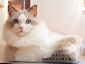 朝はもふもふのお尻を揺らして大好きなリビングにまっしぐら　ラグドール「ロディー」