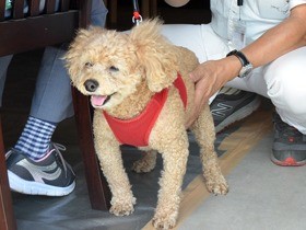 呼び鈴の音や雷に反応…犬の「地震ストレス」をケアするには？