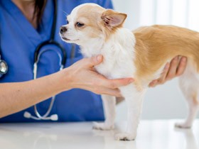 ペットが亡くなり獣医療ミスの可能性がある場合　落ち着いてから第三者に相談を