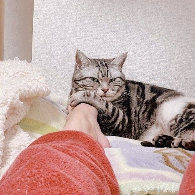 構われ待ちのスピカくん