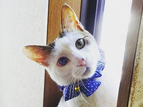 捨て猫だった「慎吾」、私たちに愛をくれてありがとう