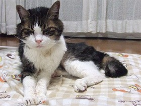 駅前の駐輪場で子猫を保護し21年　穏やかに暮らす「みゅう」