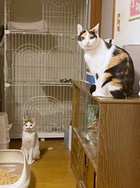 ごはんまであと1時間…無言のアピールをする（左から）ポッケちゃんとニケちゃん（画像提供：ポッケとニケさん）