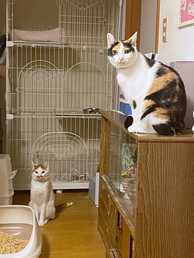 ごはんまであと1時間…無言のアピールをする（左から）ポッケちゃんとニケちゃん（画像提供：ポッケとニケさん）