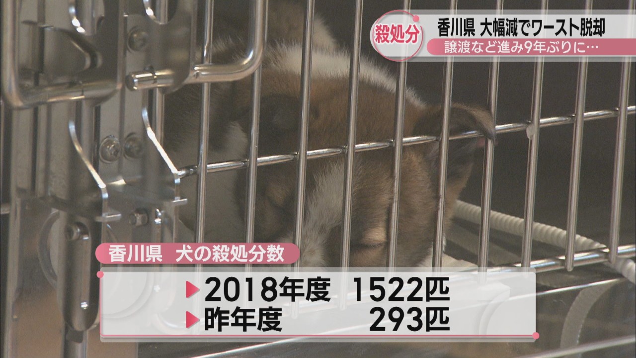 香川県の犬の殺処分数 9年ぶりにワースト脱却 前年度から277匹減 譲渡など進む | KSBニュース | KSB瀬戸内海放送