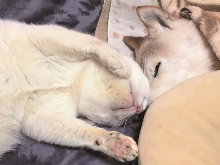 睡眠が小刻みになっても、くぅが添い寝すると熟睡（辰巳出版　提供）