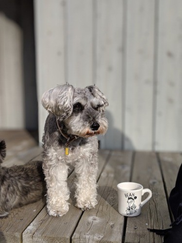 人懐っこくて優しいJIRO