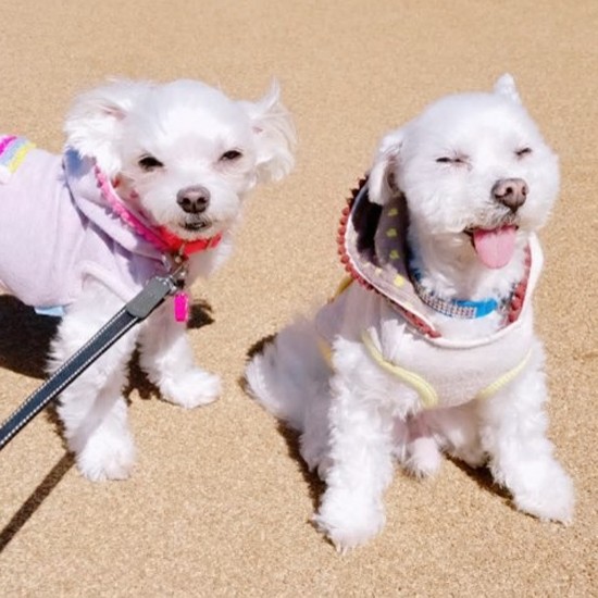 どんな時も前向きにがんばって奇跡をいろいろ見せてくれたモアナくん（提供写真）