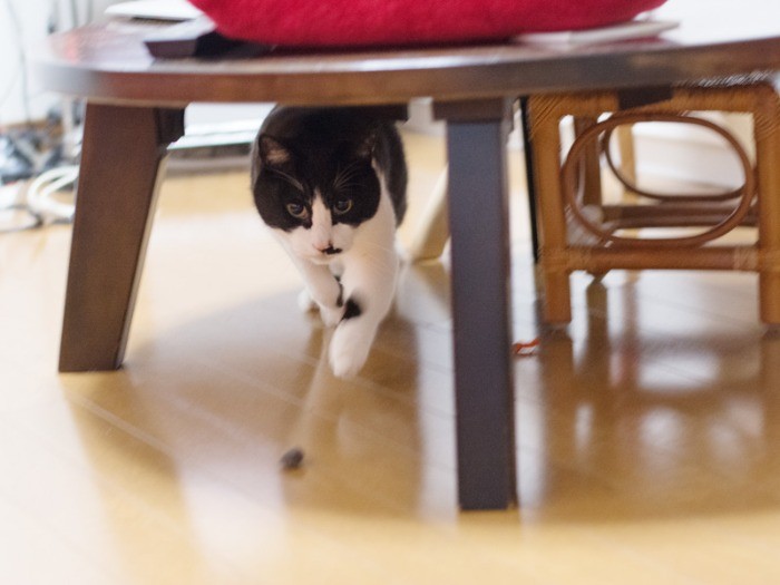 「日本活躍しているし、俺もラガーマンになるかな」（小林写函撮影）