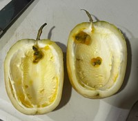 いざ食べようと思ったら…（ぐるんさん提供）