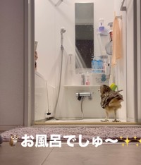 お風呂場にやってきたもずく君（提供：@mozmoz0704さん）
