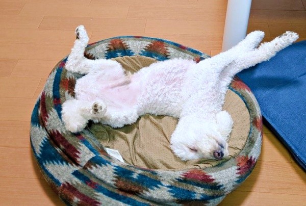 へそ天になってのびー！ 気持ち良さそうに眠る小夏ちゃん（画像提供：イヌカワさん）