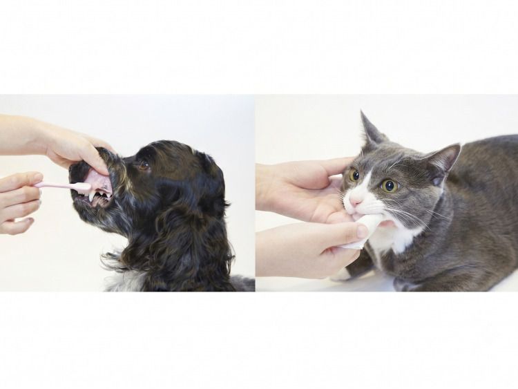 ペット用の「MA-T口腔ジェル」（アニコムパフェ社）も販売されている（日本MA-T工業会提供）