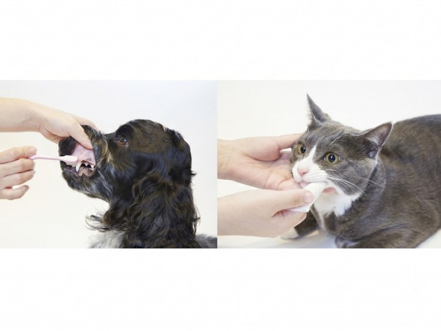 【１分でわかる】ペットのお口ケアからエネルギー分野まで　日本発の「MA-T」に注目！