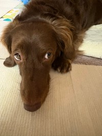 伏せをしながらチラッ（提供：ほたるさん）