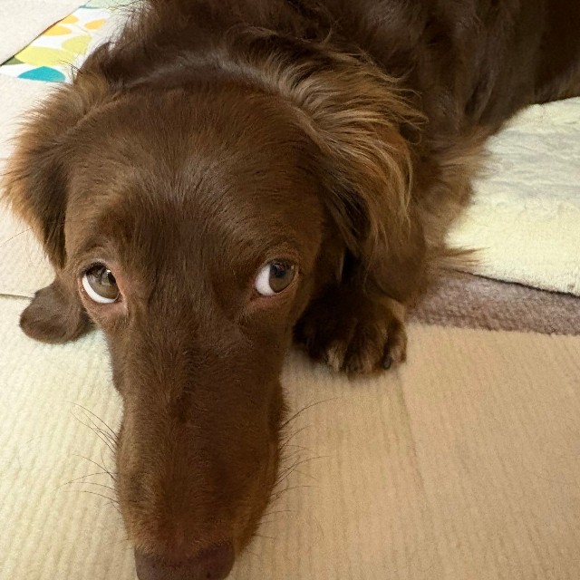 伏せをしながらチラッ（提供：ほたるさん）