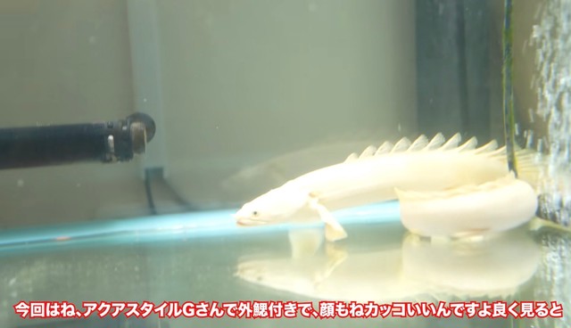 顔も整っている／リックさん（@aquarium_rick_agguy）提供