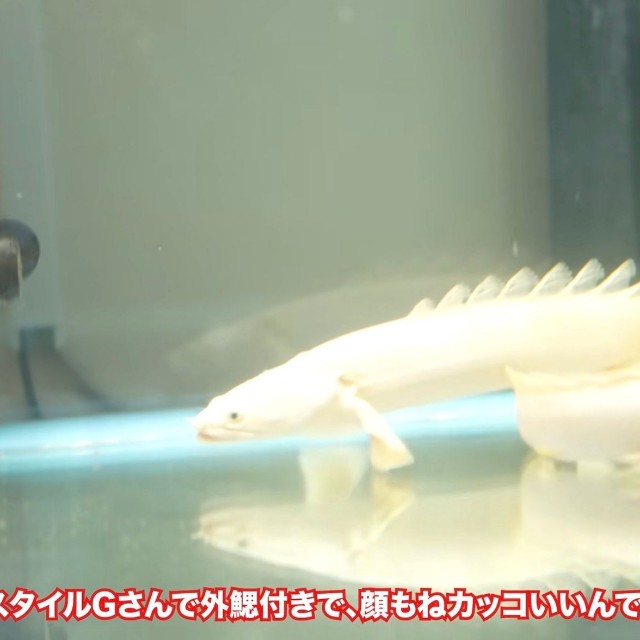 顔も整っている／リックさん（@aquarium_rick_agguy）提供