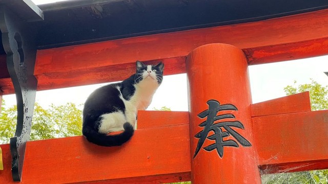 堂々とした姿。まるで神のよう――。 ※松村上久郎さん提供