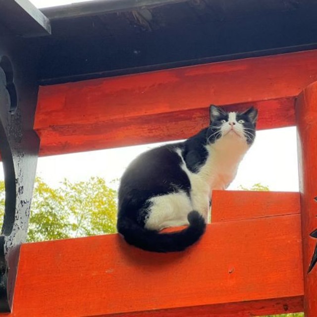 堂々とした姿。まるで神のよう――。 ※松村上久郎さん提供