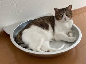 さっきまで寝てたよね？　いきなり猛ダッシュで運動会を始めるマンチカン「りん」