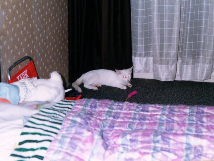 目がブルーなので、光っちゃうのよね