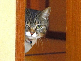 看板猫の宿「癒やされに来てにゃ～」　犬猫に会える旅館人気