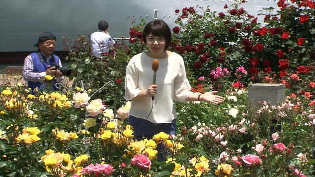 色とりどりの40種　サンポート高松でバラが見ごろ