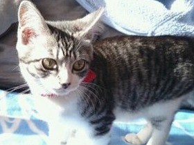 実家の子猫ちゃんと遊び初め　愛らしさに“完落ち”