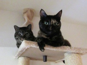 猫7歳はむずかしいお年頃？　遊びたい、けど盛り上がれない！