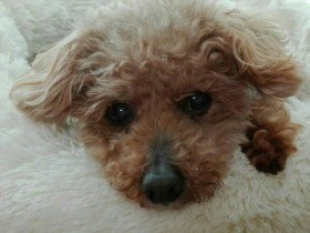 甘えん坊で怖がりのトイプードル「バロン」　愛くるしさは花丸