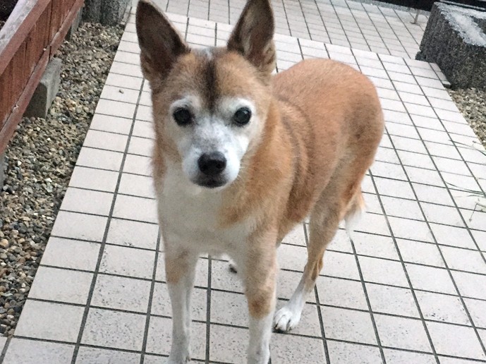 いろんな病気を乗り越え、愛されて大きくなった菜々ちゃん