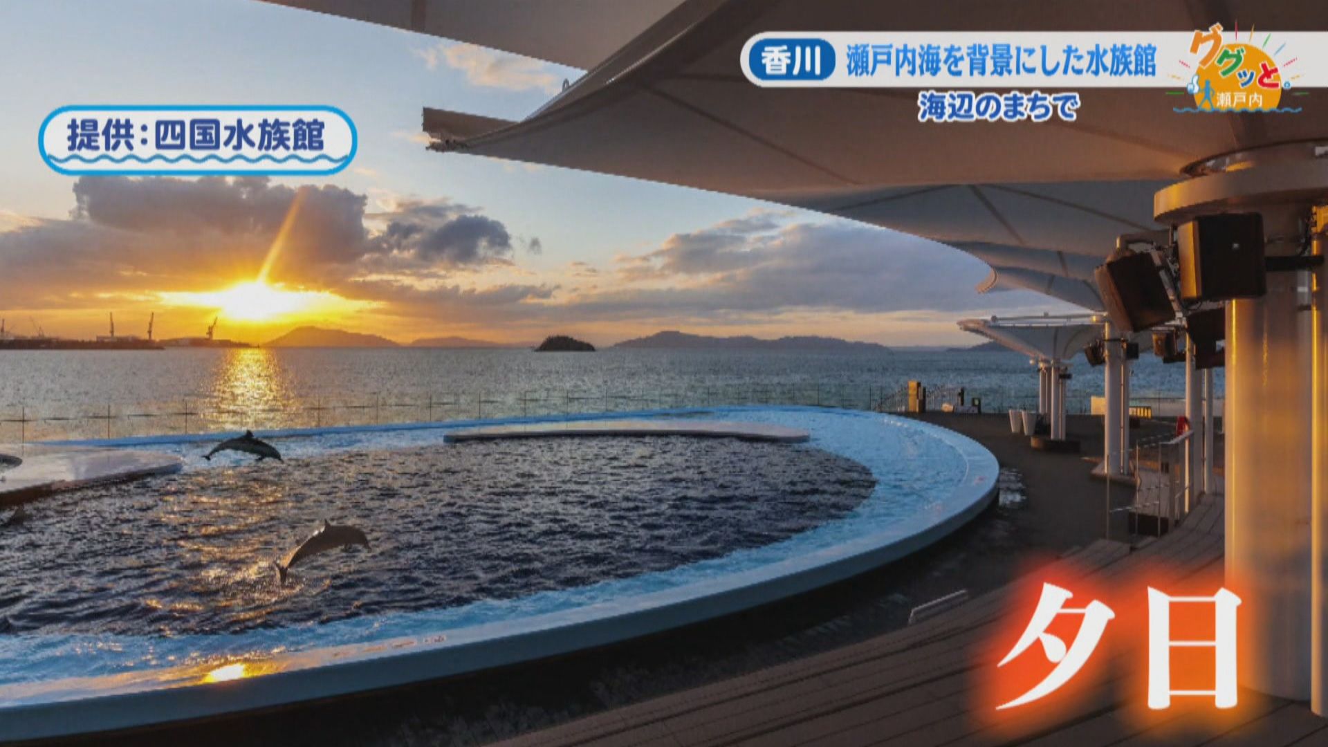 瀬戸内海を背景にイルカが躍動！約400種類を展示する「四国水族館