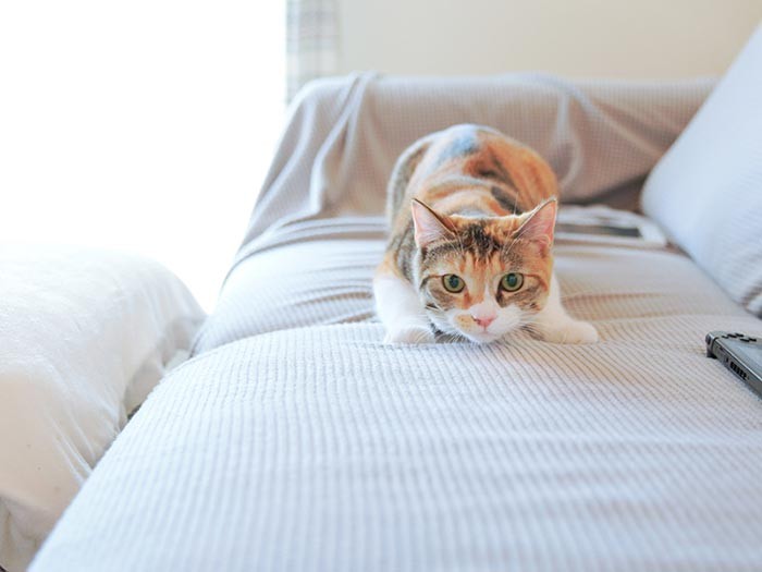 ←【戻る】の繰り返しでお楽しみください。