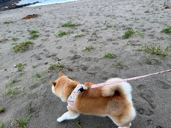 水族館のすぐ側の海辺をお散歩したゆめちゃん（画像提供：柴犬の見る夢さん）