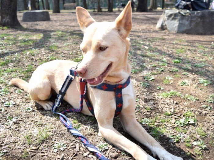 桑原さんを信頼している愛犬の友美