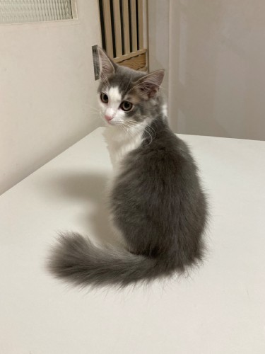 家にきたころの「ジンジャー」