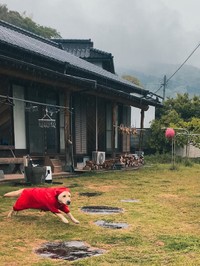 雨の日の庭を駆け回る「明太子」？それとも「忍者わんこ」？（提供：芋之島鰤太郎さん）