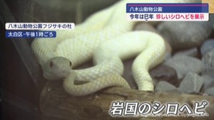 巳年にちなみシロヘビ展示　干支引継ぎ式も　仙台市の八木山動物公園