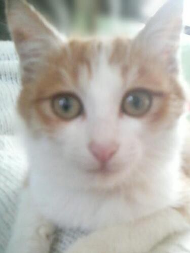 家にきたころの「ぷくにゃん」